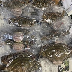 ワタリガニの画像