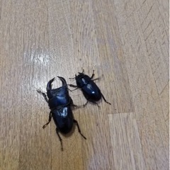 国産オオクワガタ