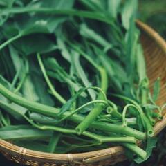無農薬　空芯菜　間もなく終了！
