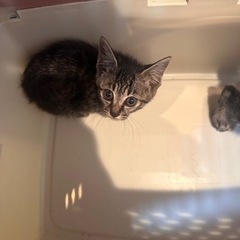 かき　ぴー　兄妹　きじとら　２ヶ月