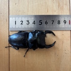 オオクワガタ