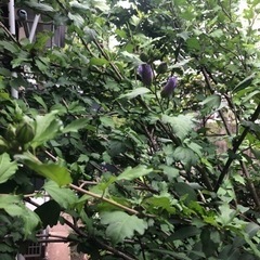 芙蓉　植木　ガーデニングの画像