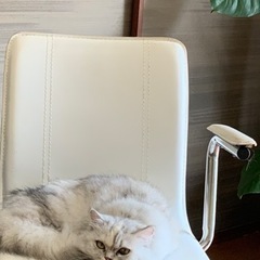 人馴れ訓練中のミヌエット［決まりました］ - 猫