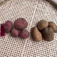 採れたて！季節の野菜　ジャガイモ　2種類　8個前後