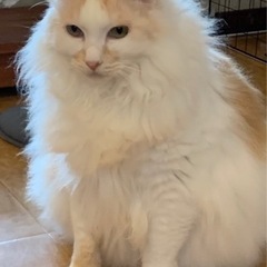 ダイエットしてるメインクーン［決まりました］