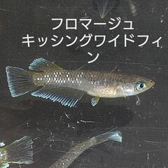 各種メダカ販売 産卵中