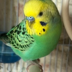 🦜セキセイインコのかわいい男の子🦜
