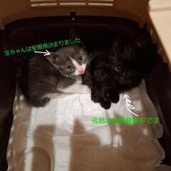 生後１ヶ月の仔猫達(仮名　夜と空)→　空ちゃん素敵な里親様に出会...