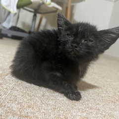 【里親募集】クロネコ 子猫