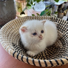 子猫ちゃん兄妹❷❤️里親様決定