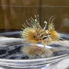 キリンミノカサゴ　海水魚　熱帯魚　魚の画像