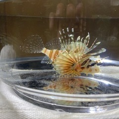 キリンミノカサゴ　海水魚　熱帯魚　魚の画像