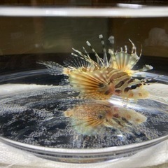 キリンミノカサゴ　海水魚　熱帯魚　魚の画像