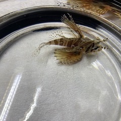 キリンミノカサゴ　海水魚　熱帯魚　魚の画像