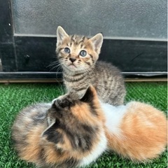 生まれたて キジ猫里親さん  募集中🐈  