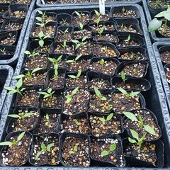 野菜の苗 (1本30円)(※ﾅｽ、ﾋﾟｰﾏﾝ、ｷｭｳﾘ、ﾏｸﾜｳ...