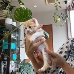 子猫ちゃん兄妹❸❤️里親様決定 - 向日市
