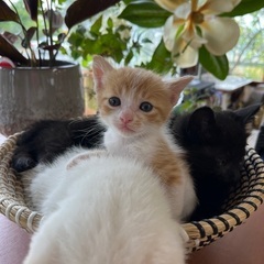 子猫ちゃん兄妹❸❤️里親様決定 - 猫