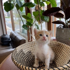 子猫ちゃん兄妹❸❤️里親様決定