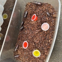 幼虫から育てて
最近土から出てきた ノコギリクワガタ
