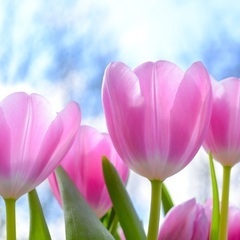 🌷フリーランスコミュニティ🌷