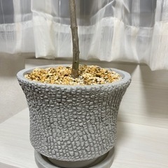 生活雑貨 家庭用品 ガーデニングの画像