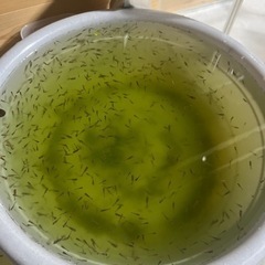 稚魚　ショートテールオランダ　50匹＋α  ②