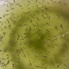 無選別 金魚　稚魚　ショートテールオランダ　50匹＋α  ①