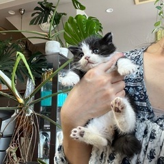 子猫ちゃん兄妹❶❤️里親様決定
