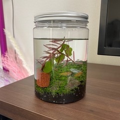 生活雑貨 家庭用品 ガーデニング　メダカ　ビオトープ