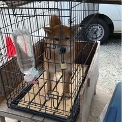 高齢ブリーダーから飼育困難になり認知症で保護しました