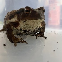 かわいいヒキガエル🐸1000円【配送可】決まりました❗️ 