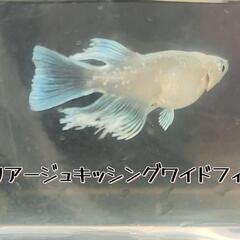 上物！マリアージュキッシングワイドフィン　1ペア　。