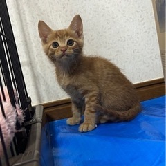 生後2ヶ月の茶トラの男の子 じんじゃーくん トライアル決まりました
