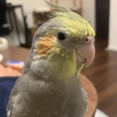 オカメインコを探しています
