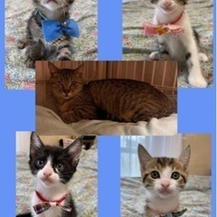 ママと5月1日生まれベビーの里親募集