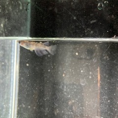 和墨リアルロングフィンメダカ
の画像