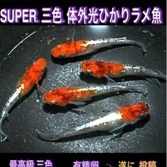 めだか卵①💐SUPER三色.体外光【計２５個 】＊