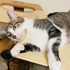 ♂しまくん　おしゃべり猫　去勢済み　🐈　里親募集