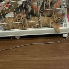 愛護センターからの子猫