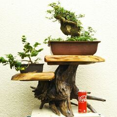 大型盆栽飾り棚（２段）の画像