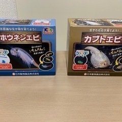 カブトエビ、ホウネンエビ飼育観察キット