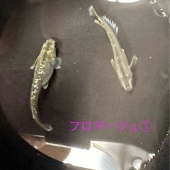 《現物出品》フロマージュ 1ペア