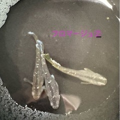《現物出品》フロマージュ ♂1♀2のトリオ