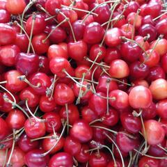 収穫したてのさくらんぼ🍒南部錦🍒19日引取　10箱限り