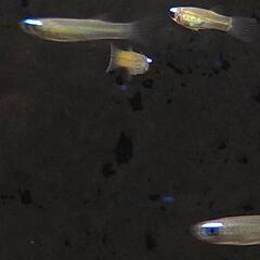 熱帯魚　アフリカンランプアイ　20匹セットの画像