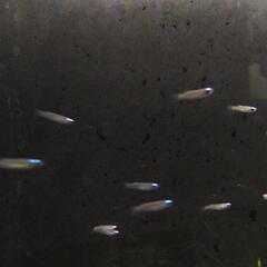 熱帯魚　アフリカンランプアイ　20匹セットの画像