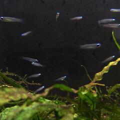 熱帯魚　アフリカンランプアイ　20匹セットの画像