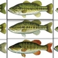 バス釣り情報交換しましょう！の画像