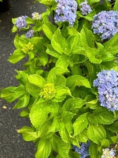 アジサイ　開花株　大株　てまりてまり